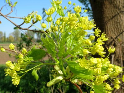 20150420Acer_platanoides2