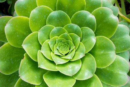 Cotyledon orbiculata succulent plants green