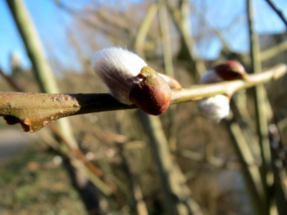 20150226Salix_caprea1
