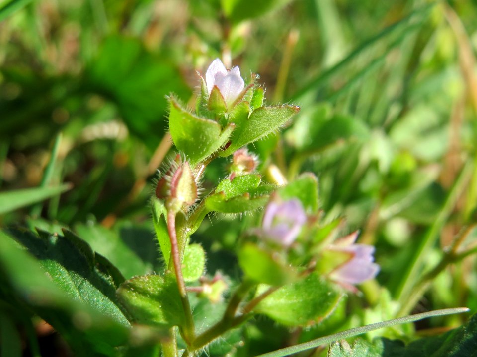 20150410Veronica_hederifolia2