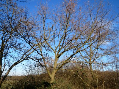 20150220Quercus_robur2