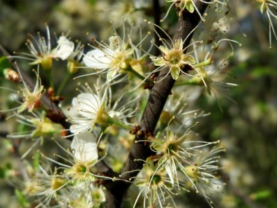 20150419Prunus_spinosa1