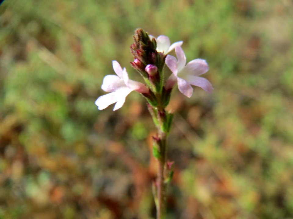 20140928Verbena_officinalis2