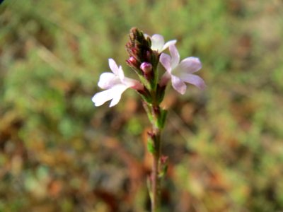 20140928Verbena_officinalis2
