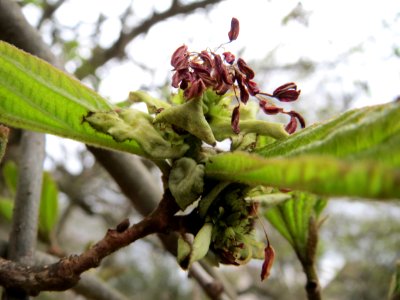 20150411Parrotia_persica