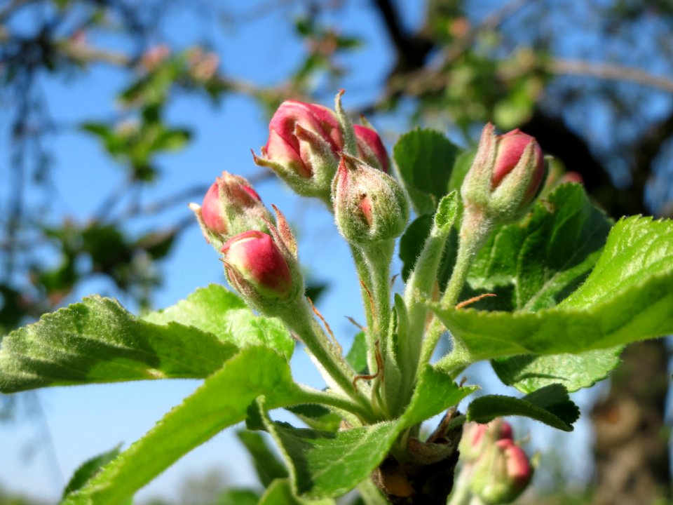 20150420Malus_domestica2
