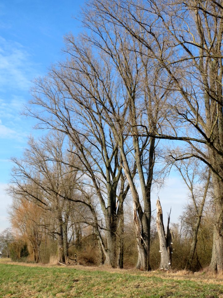 20150220Populus_x_canadensis