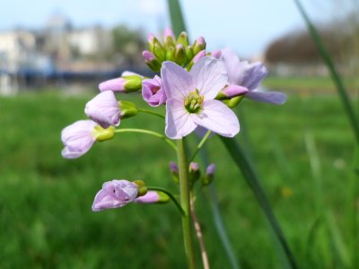 20150412Cardamine_pratensis2
