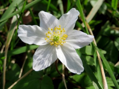 20150412Anemone_nemorosa1