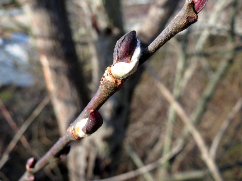 20150220Populus_tremula2