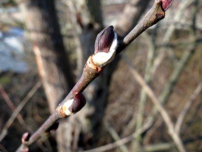 20150220Populus_tremula2