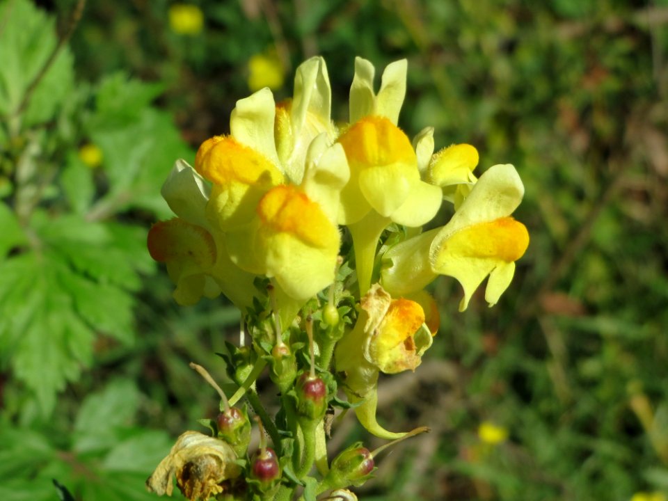 20141018Linaria_vulgaris