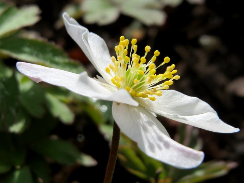 20150412Anemone_nemorosa3