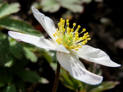 20150412Anemone_nemorosa3