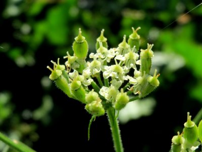 20141018Heracleum_sphondylium6