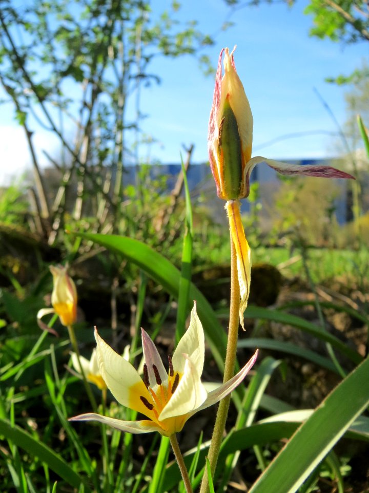 20150410Tulipa_turkestanica3