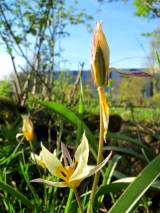 20150410Tulipa_turkestanica3