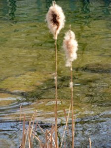 20150410Typha_latifolia