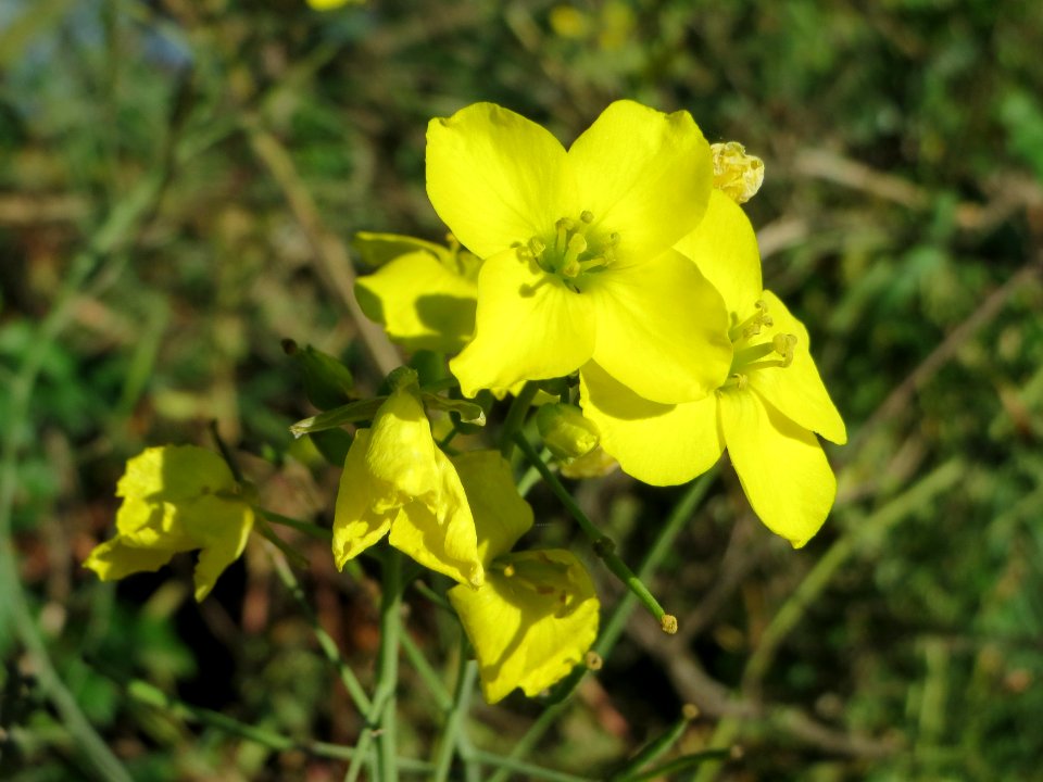 20141018Diplotaxis_tenuifolia3