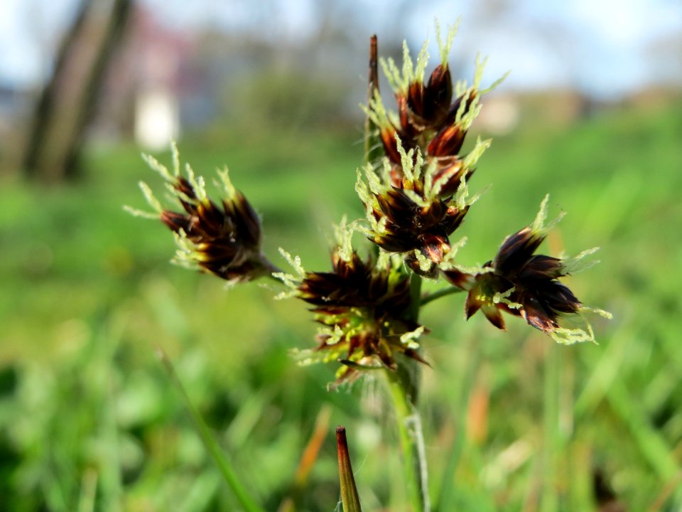 20150410Luzula_campestris3