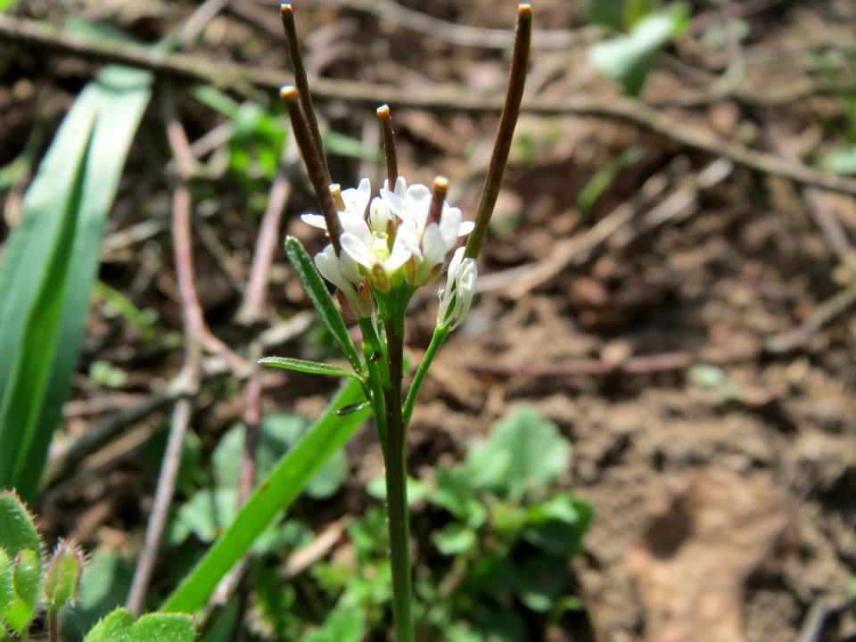 20150412Cardamine_hirsuta1