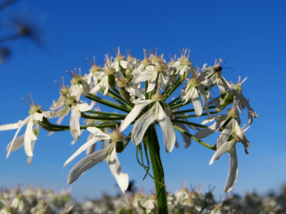 20141018Heracleum_sphondylium5