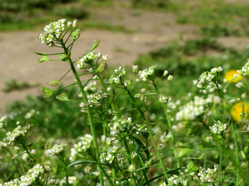 20150412Capsella_bursa-pastoris2
