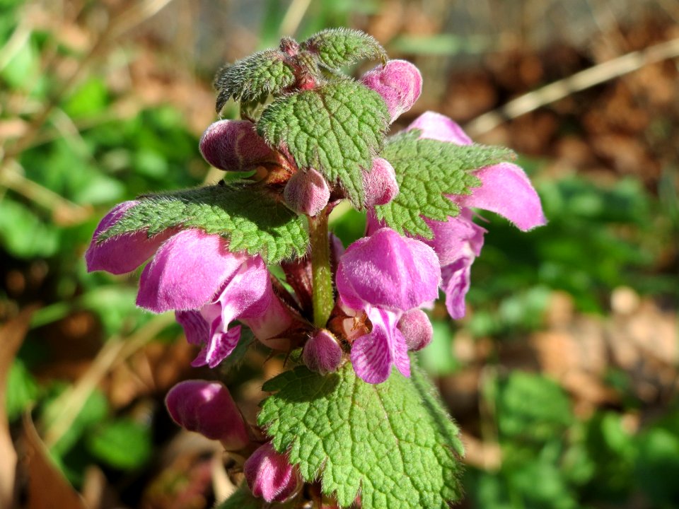 20150410Lamium_maculatum2