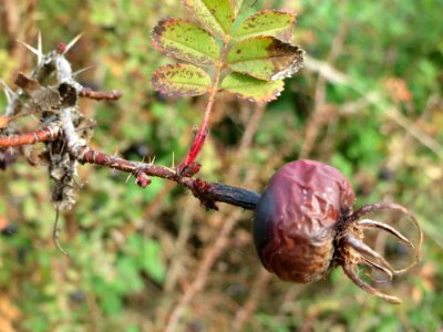 20140928Rosa_spinosissima2