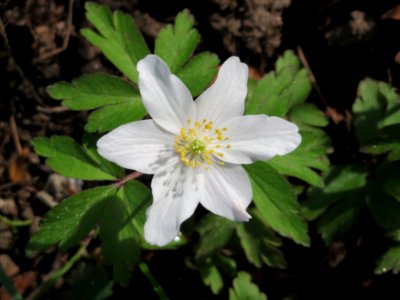 20150412Anemone_nemorosa4