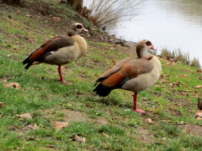 20150301Alopochen_aegyptiaca3