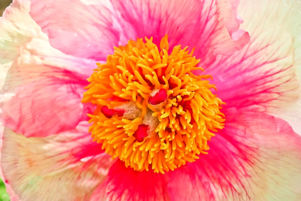 Nature plant close up