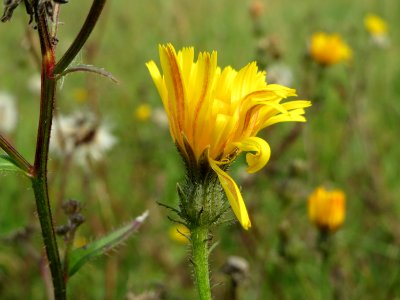 20140928Picris_hieracioides1