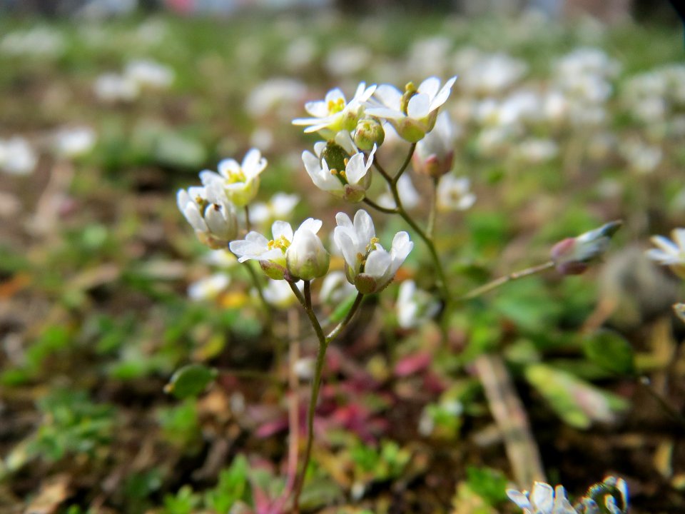 20150410Draba_verna
