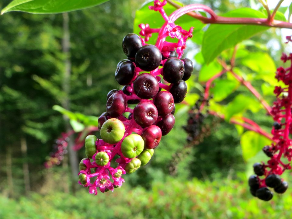 20140928Phytolacca_americana2
