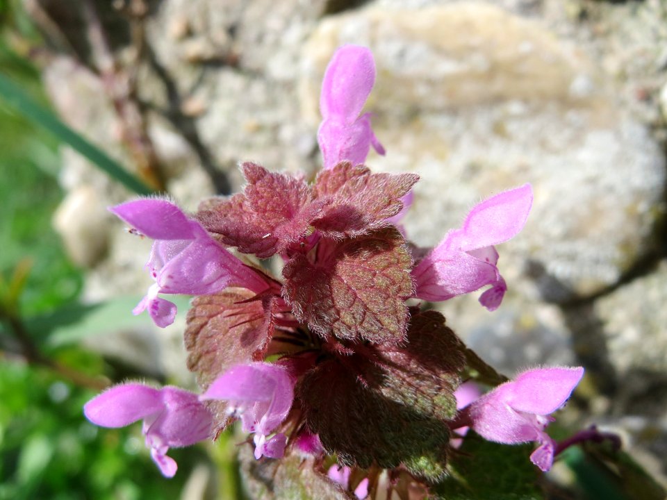 20150410Lamium_purpureum3