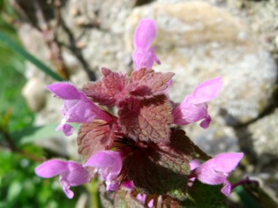 20150410Lamium_purpureum3