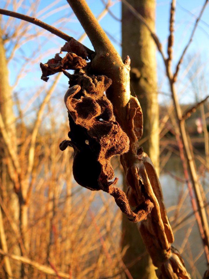 20150228Ulmus_minor2
