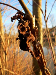 20150228Ulmus_minor2
