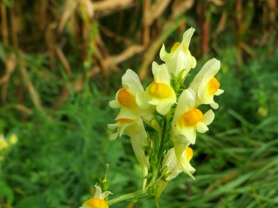 20140928Linaria_vulgaris1