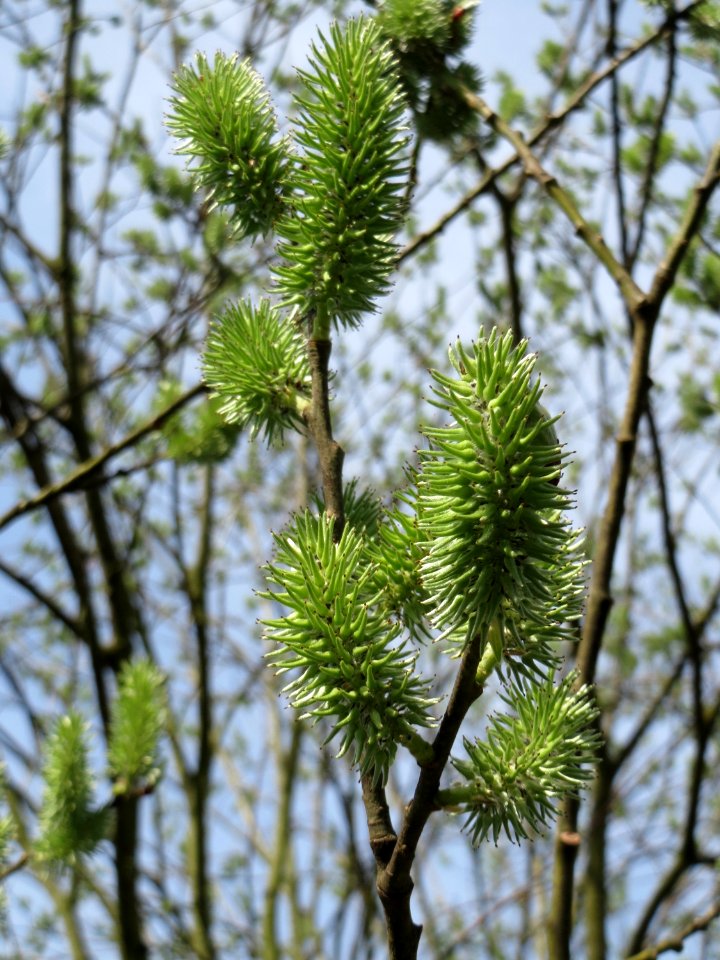 20150410Salix_caprea