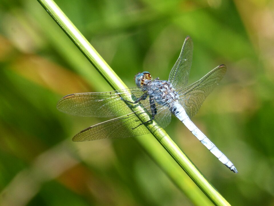 Orthetrum cancellatum dragonfly river