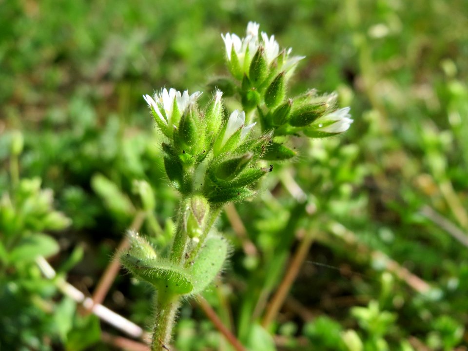 20150410Cerastium_glomeratum1