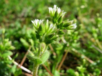 20150410Cerastium_glomeratum1