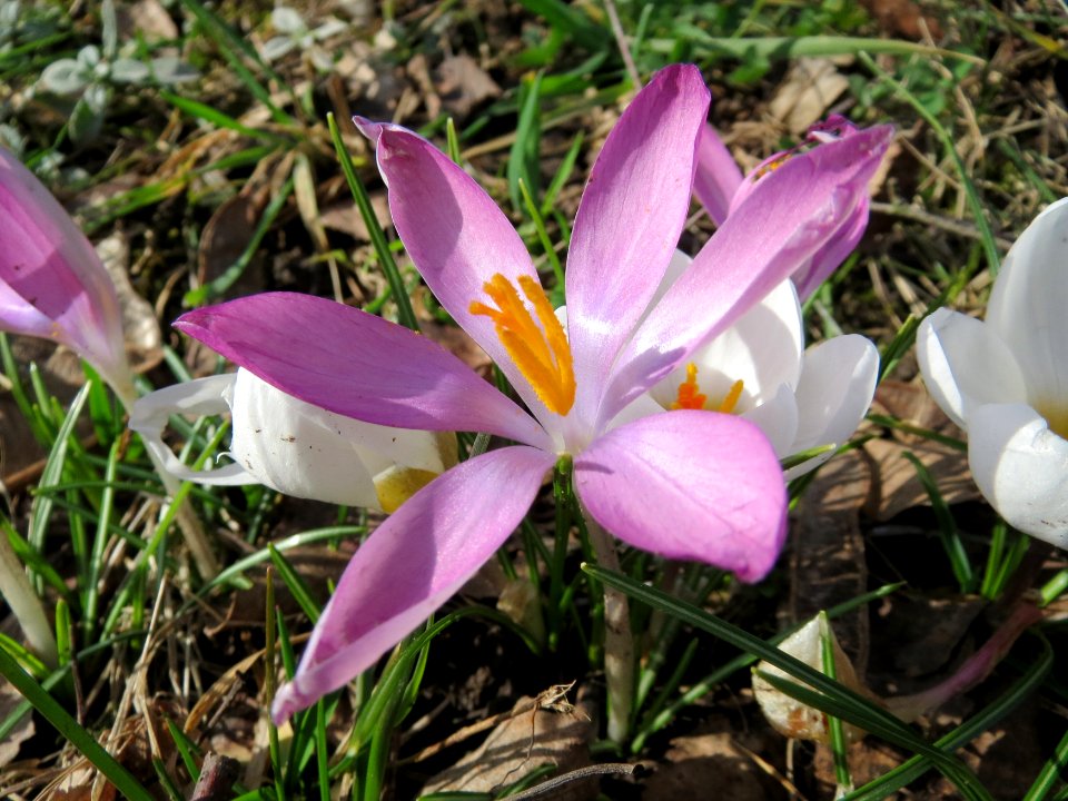 20150228Crocus_tommasinianus6
