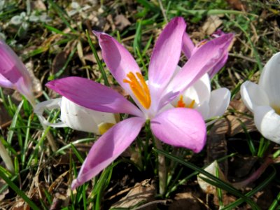 20150228Crocus_tommasinianus6 photo