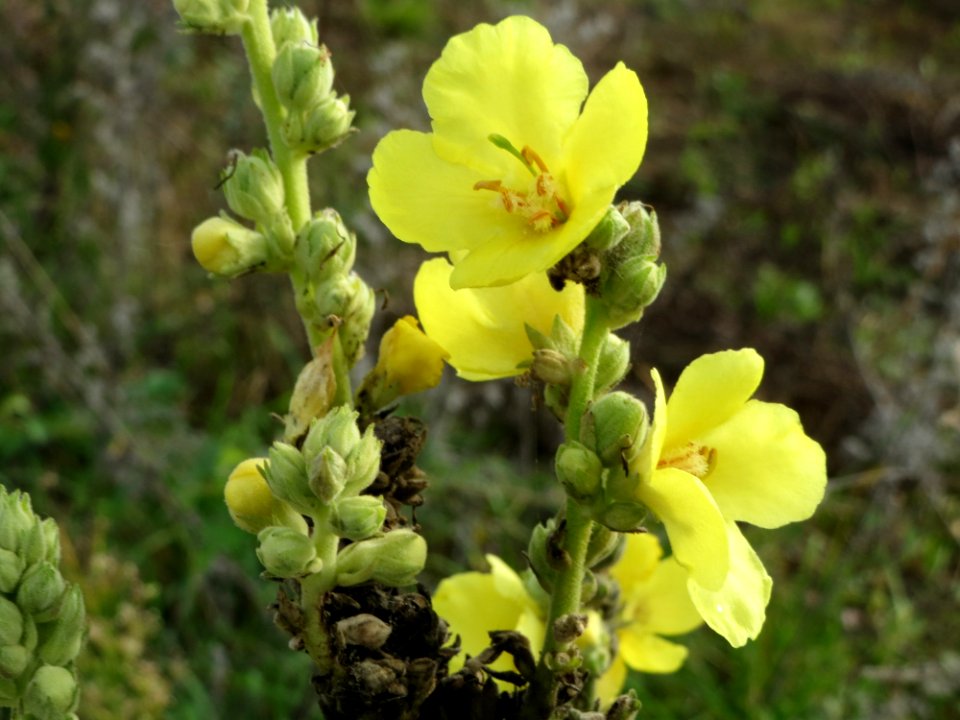 20140928Verbascum_thapsus