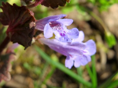 20150410Glechoma_hederacea1