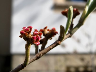 20150410Hamamelis_virginiana2