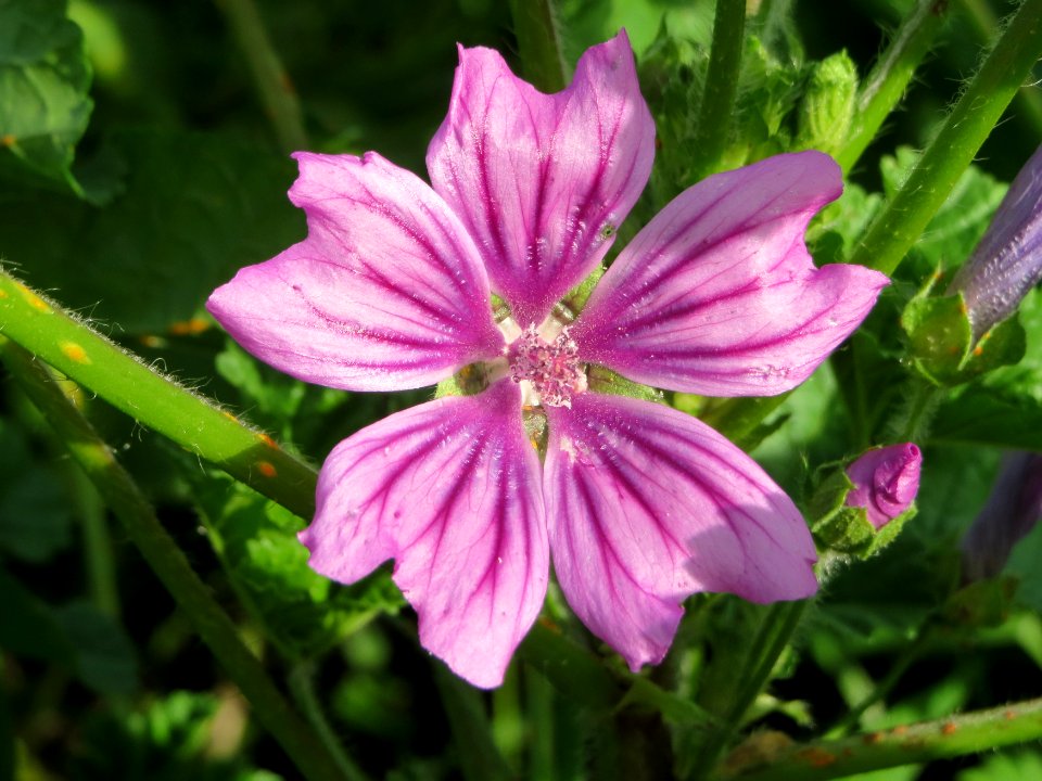 20140928Malva_sylvestris3